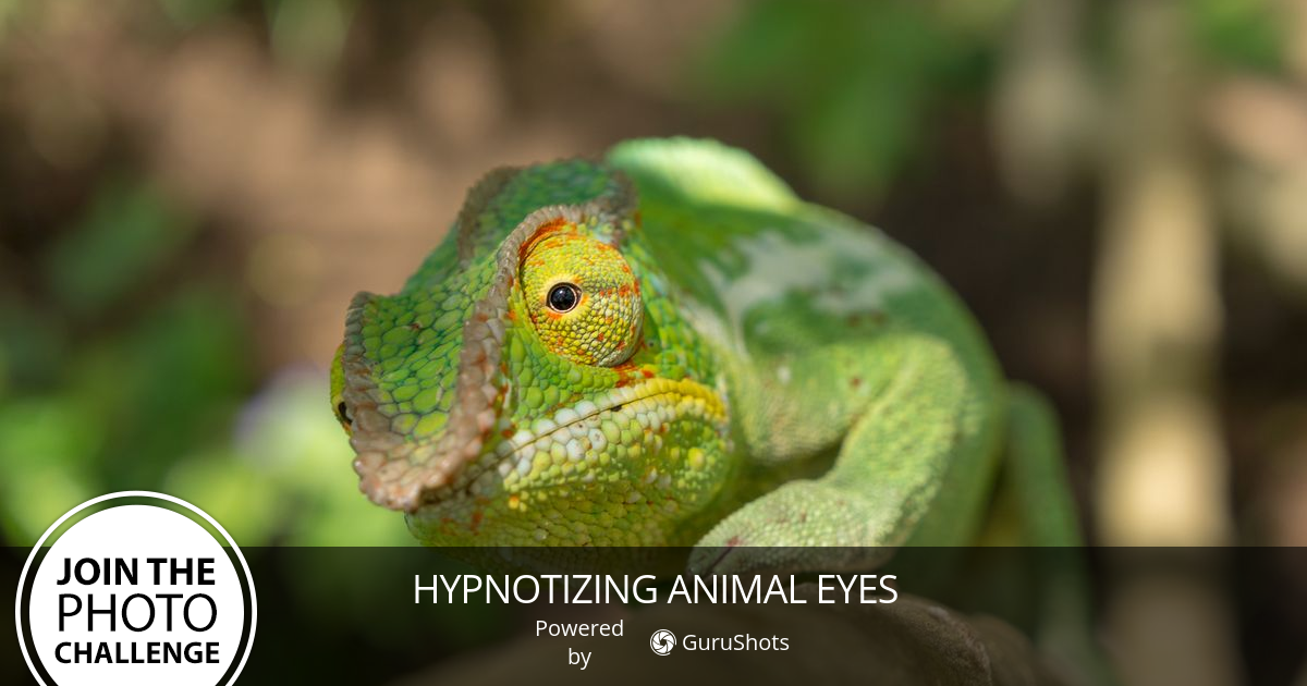 Hypnotizing Animal Eyes Photo Challenge