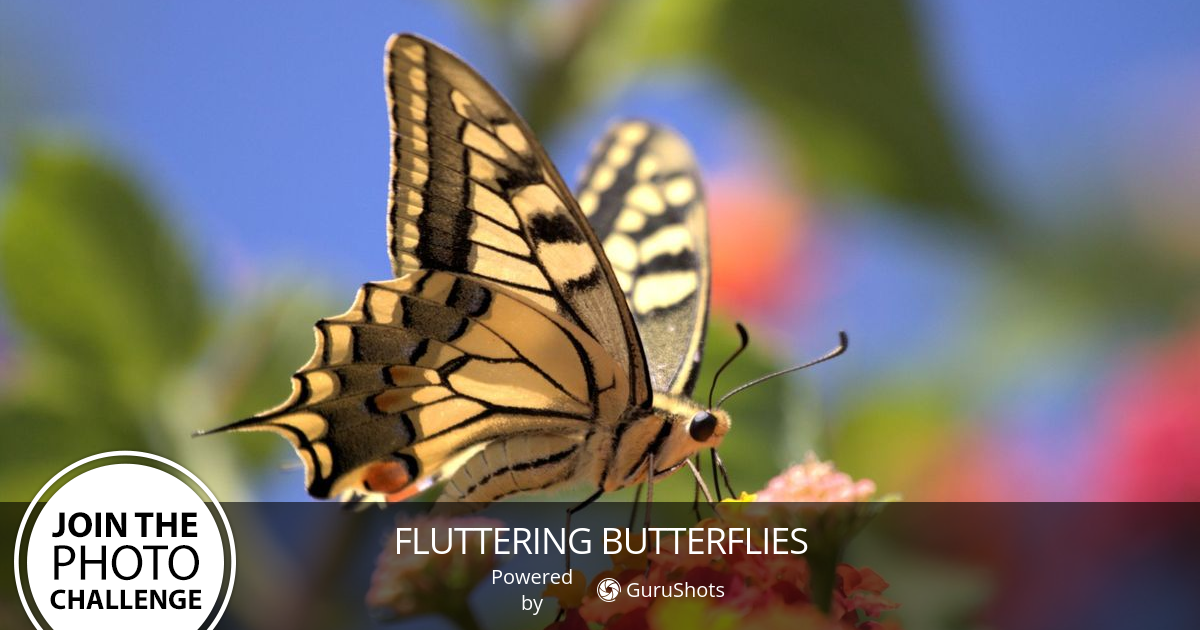 fluttering-butterflies-photo-challenge