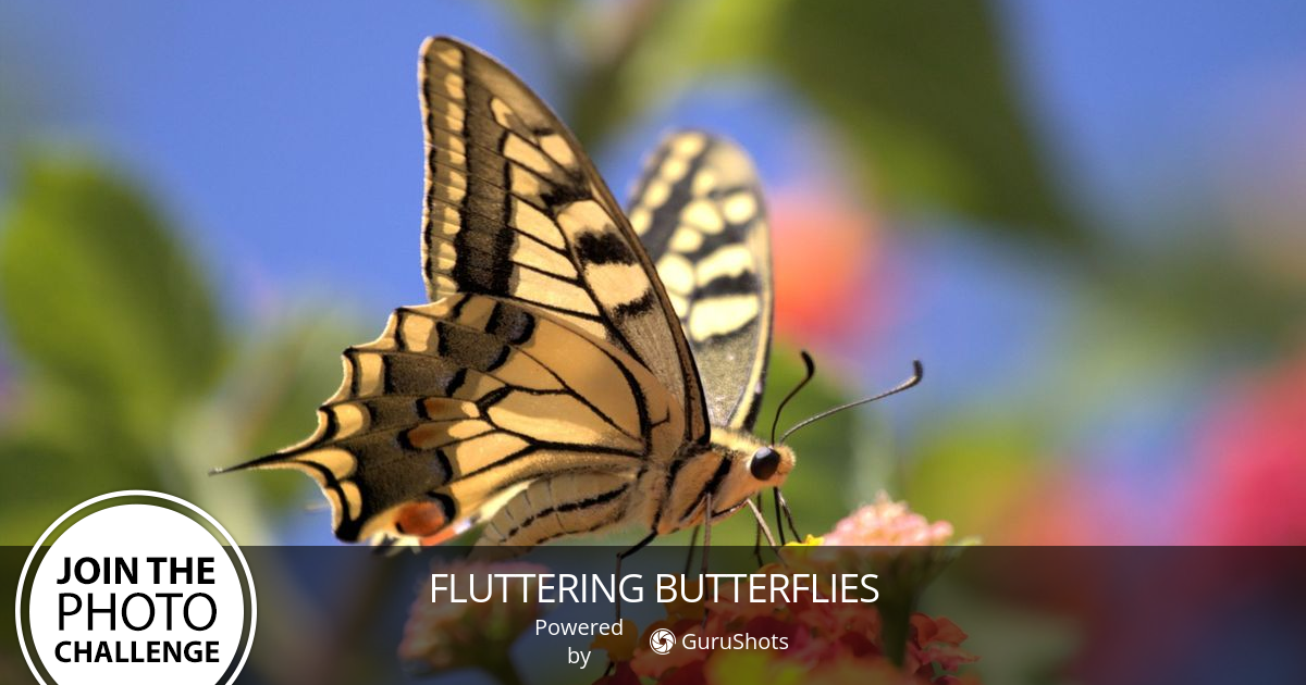 Fluttering Butterflies Photo Challenge
