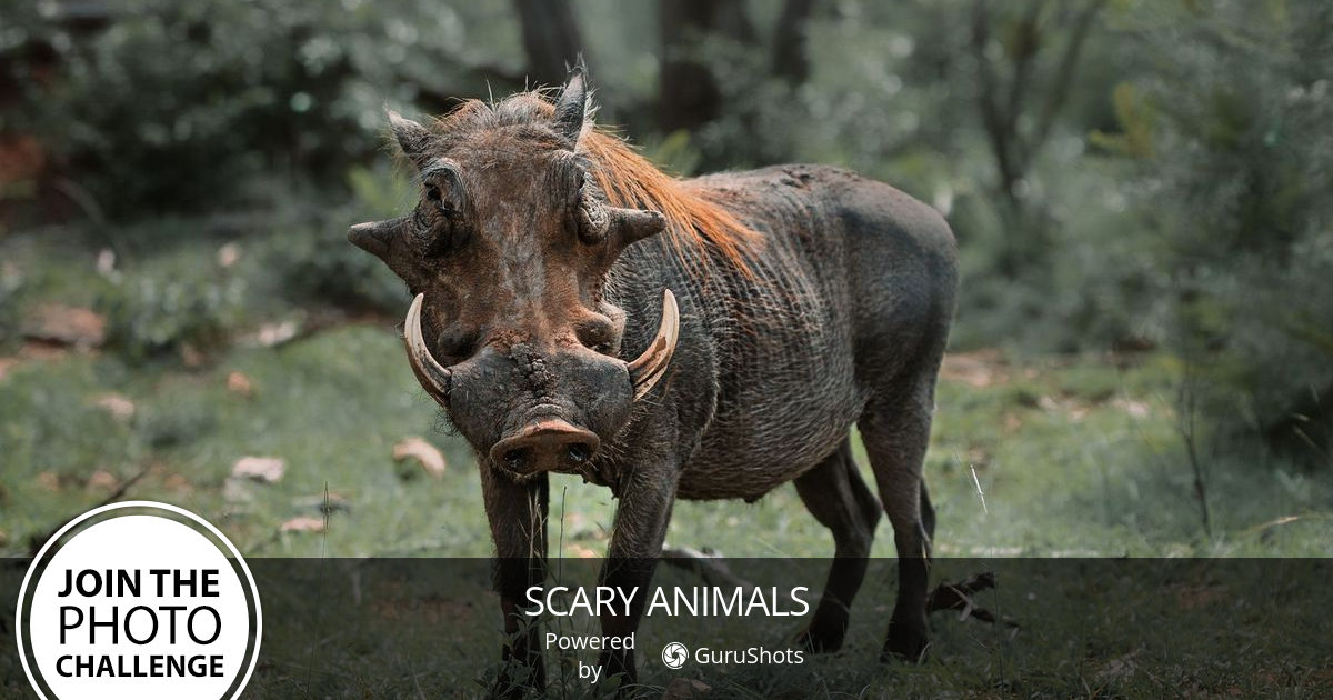 Scary Animals Photo Challenge