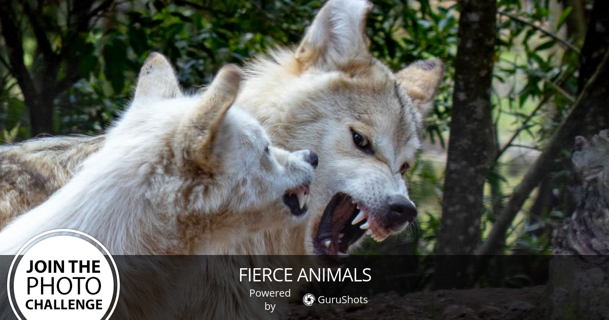 fierce-animals-photo-challenge